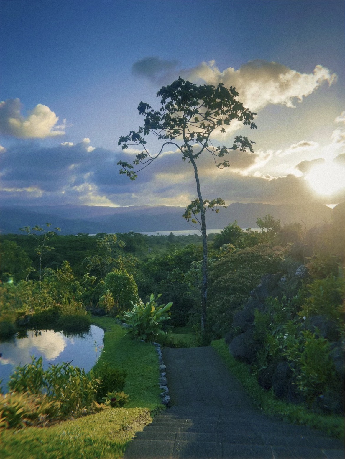Sunset over mountains and water in Costa Rica, seen down a garden path with a lone tree silhouetted against the clouds