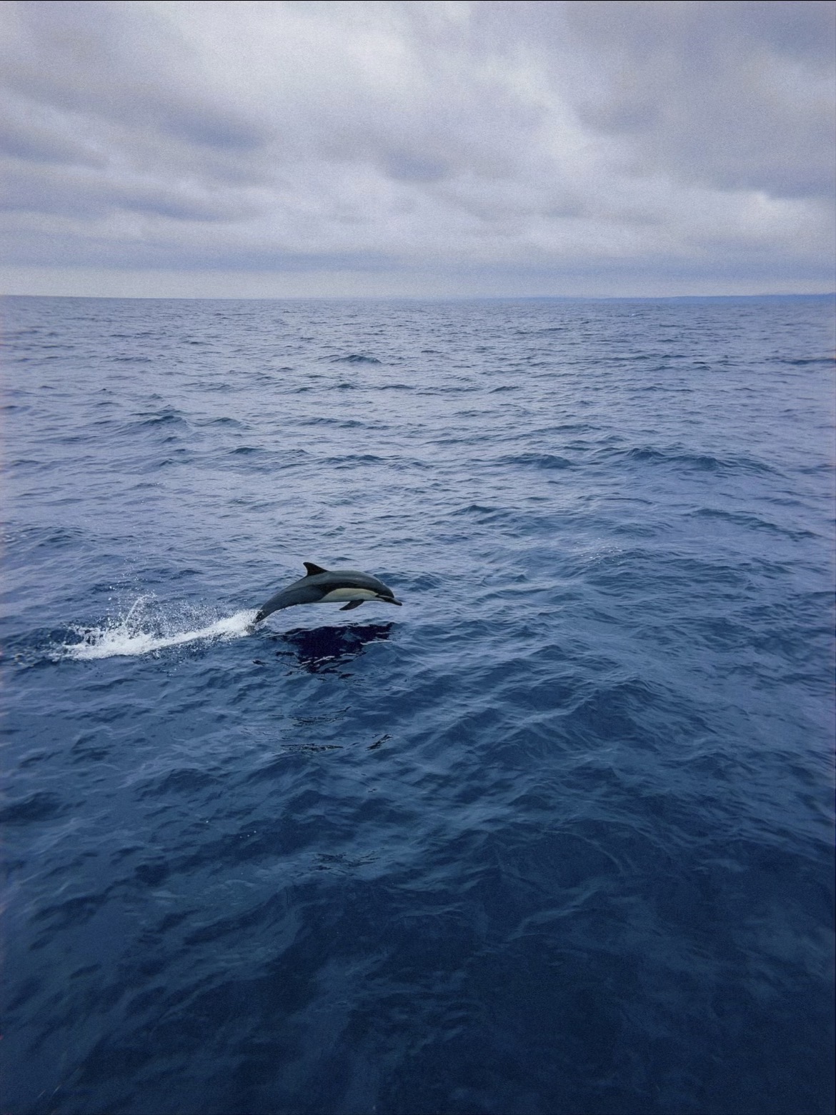 A dolphin jumping out of the ocean