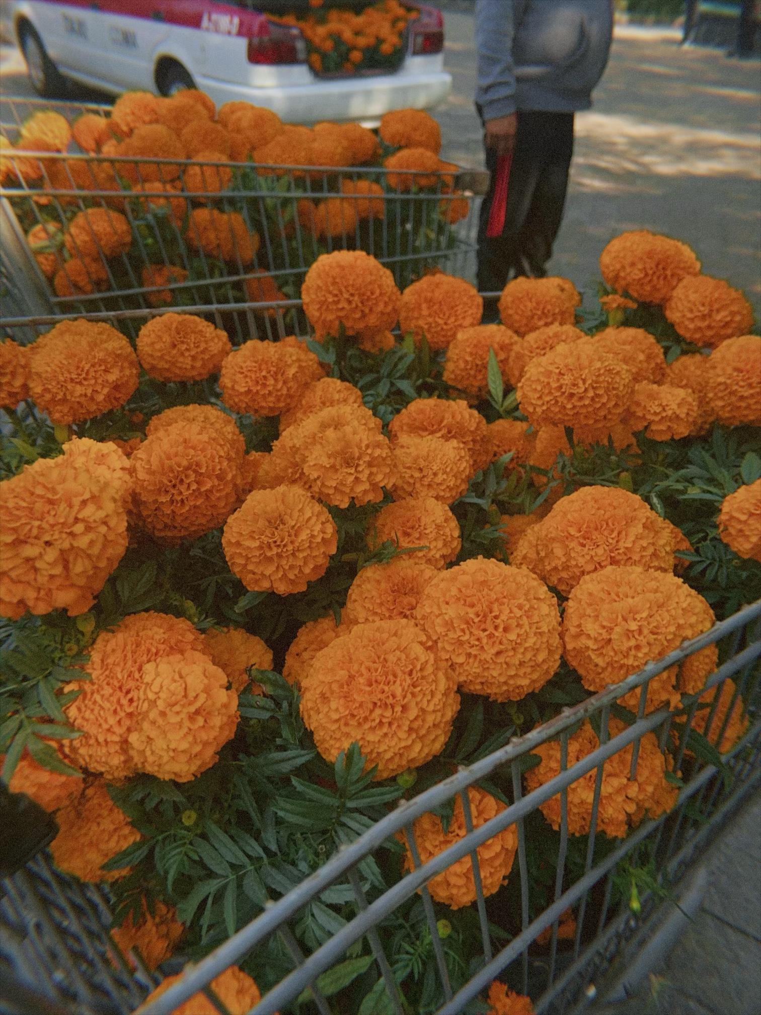 Close-up of marigold flowers in Mexico City