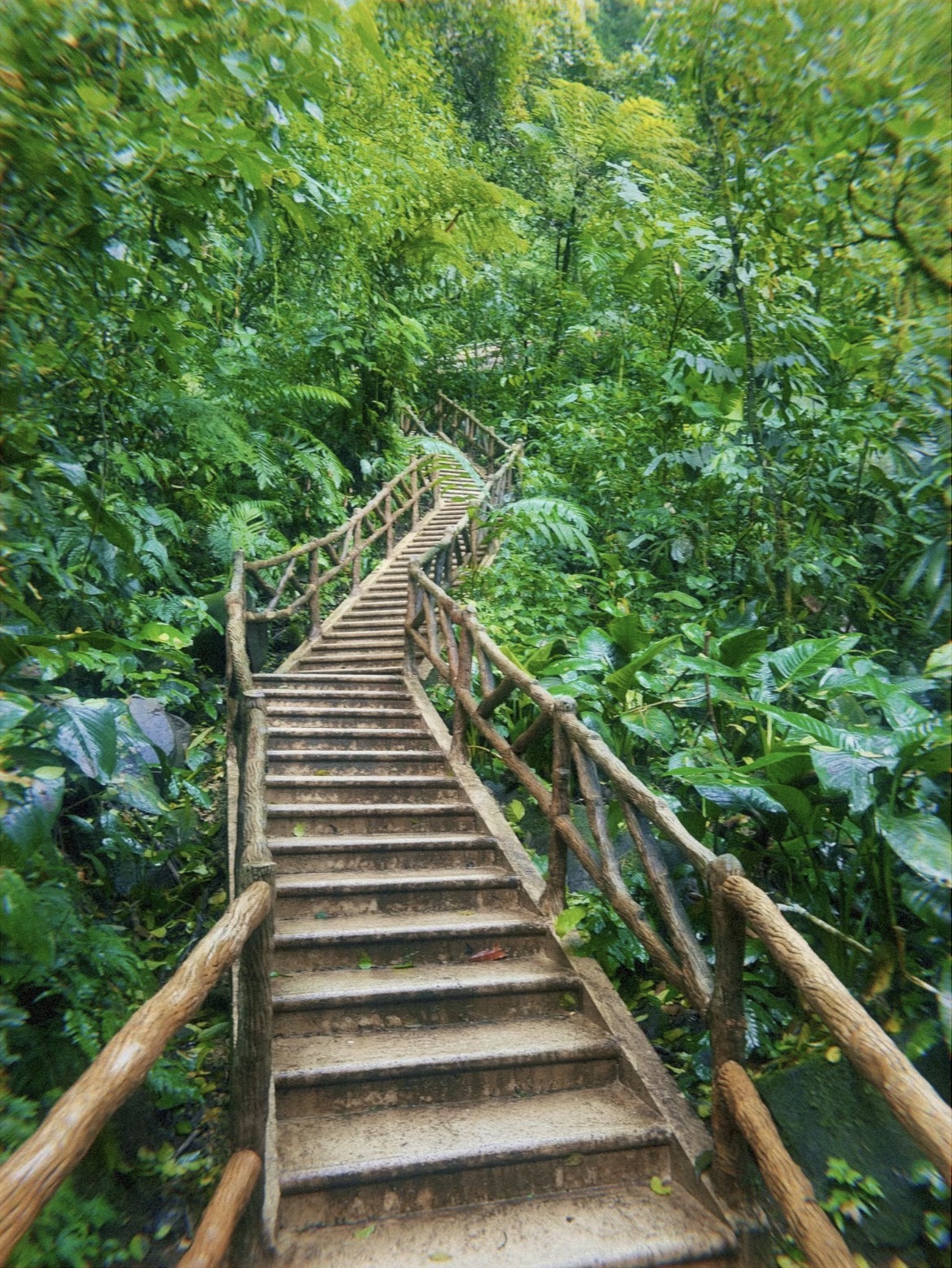 A wooden staircase winding up through a lush rainforest